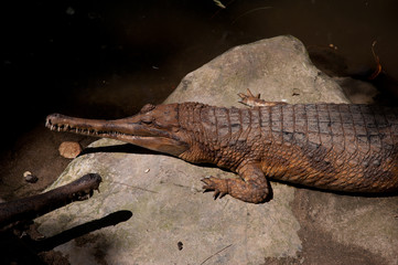 Two crocodiles on the stone