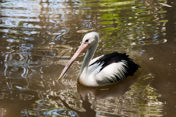 White Pelican in the water