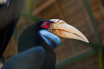 Wreathed Hornbill