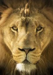 Close Up Portrait Of A Majestic Lion King of Beasts