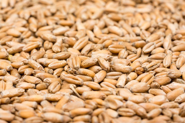 Wheat Seeds Background