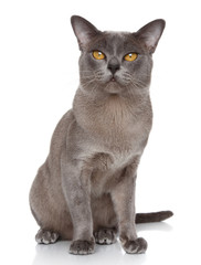 Burmese cat portrait