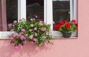 Colorful flowers in pots on window