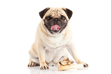 pug dog bone isolated on white background,