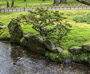 Fragment of a Japanese garden with a bonsai tree growing on a ba