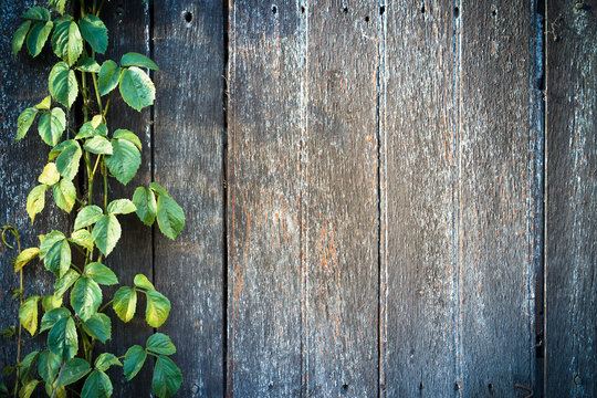 wood plank wall texture with vine at the edge