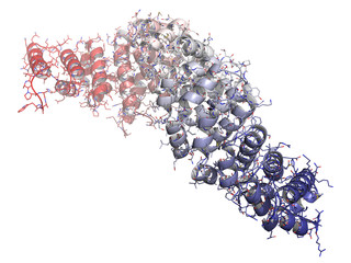 Beta-catenin (armadillo and C-terminal domain) protein.