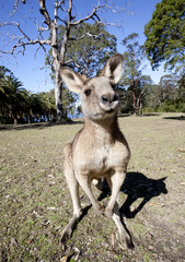 australian kangaroo wideangle