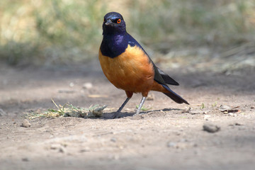 African bird, Superb starling, on the ground
