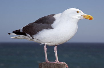 typical seagull