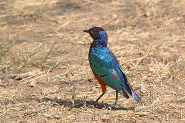 Obraz premium African bird, Superb starling, on the ground