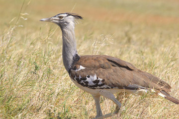 African bird, Kori Bustard, in the bush
