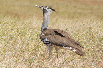 African bird, Kori Bustard, in the bush