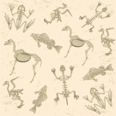 animals anatomy, skeleton  archeology biology  pattern