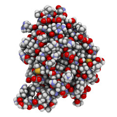 Granulocyte-macrophage colony-stimulating factor (GM-CSF)