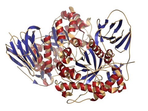Glucocerebrosidase (beta-glucosidase) enzyme molecule.