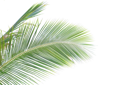 palm tree isolated on white background