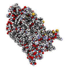 rhodopsin (visual purple) light perception protein