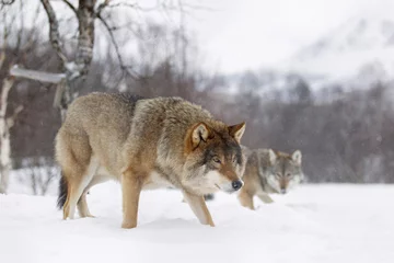 Crédence de cuisine en verre imprimé Loup loup européen