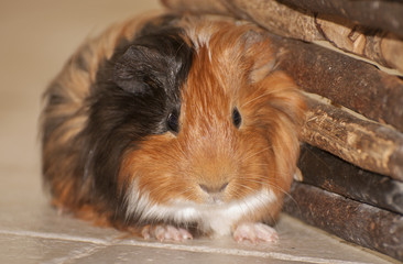 Fototapeta premium Guinea pig