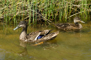 Male and female Mallard ducks