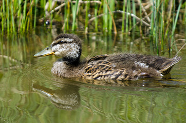 Female Mallard duck