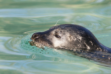 swimming seal