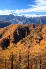 南アルプスと落葉松の黄葉