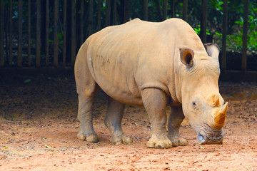 rhino at zoo