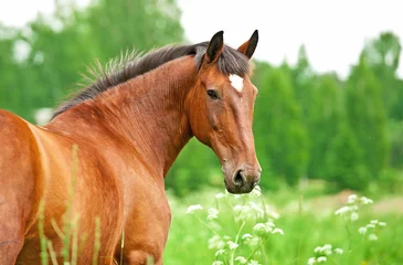 Photo sur Plexiglas Chevaux Portrait of bay horse looking back