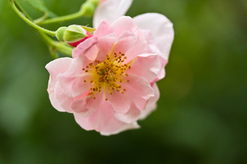 Fototapeta na wymiar beautiful pink roses on the tree