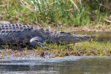 Wildlife crocodile