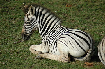Obraz na płótnie Canvas young zebra