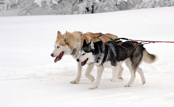 dogs in harness