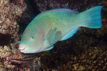 Parrot fish underwater