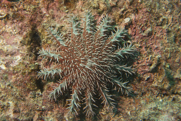 Sea star crown of thorns