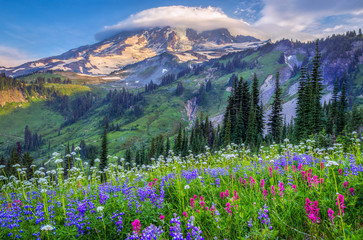 Fototapeta premium Mt Rainier polne kwiaty
