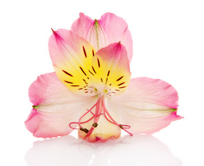 Obraz na płótnie Canvas Alstroemeria Lily