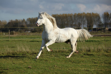 Naklejka na ściany i meble Nice welsh mountain pony stallion running