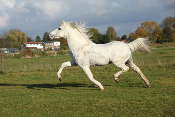 Fototapeta na wymiar Nice welsh mountain pony stallion running