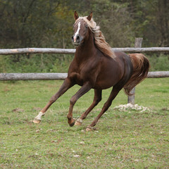 Gorgeous arabian stallion with long flying mane