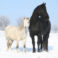 Obraz na płótnie Canvas Black horse and white pony together