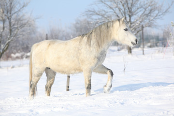 Gorgeous welsh mountain pony running in winter