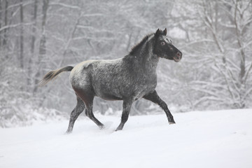 Fototapeta na wymiar Beautiful grey pony running in winter
