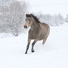 Fototapeta na wymiar Nice bay quarter horse moving in winter