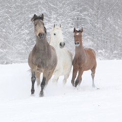 Batch of horses running in winter