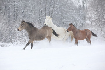 Obraz na płótnie Canvas Partia koni jazdy w zimie