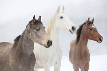 Fototapeta na wymiar Partia koni w zimie