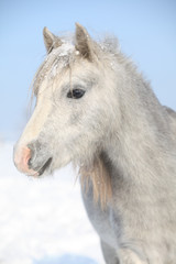 Obraz na płótnie Canvas Amazing grey pony in winter