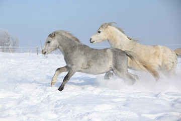 Fototapeta na wymiar Two gorgeous ponnies running together in winter